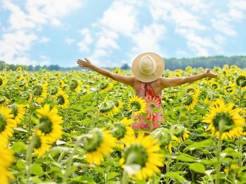 APOLLON BURCU HESAPLAMA